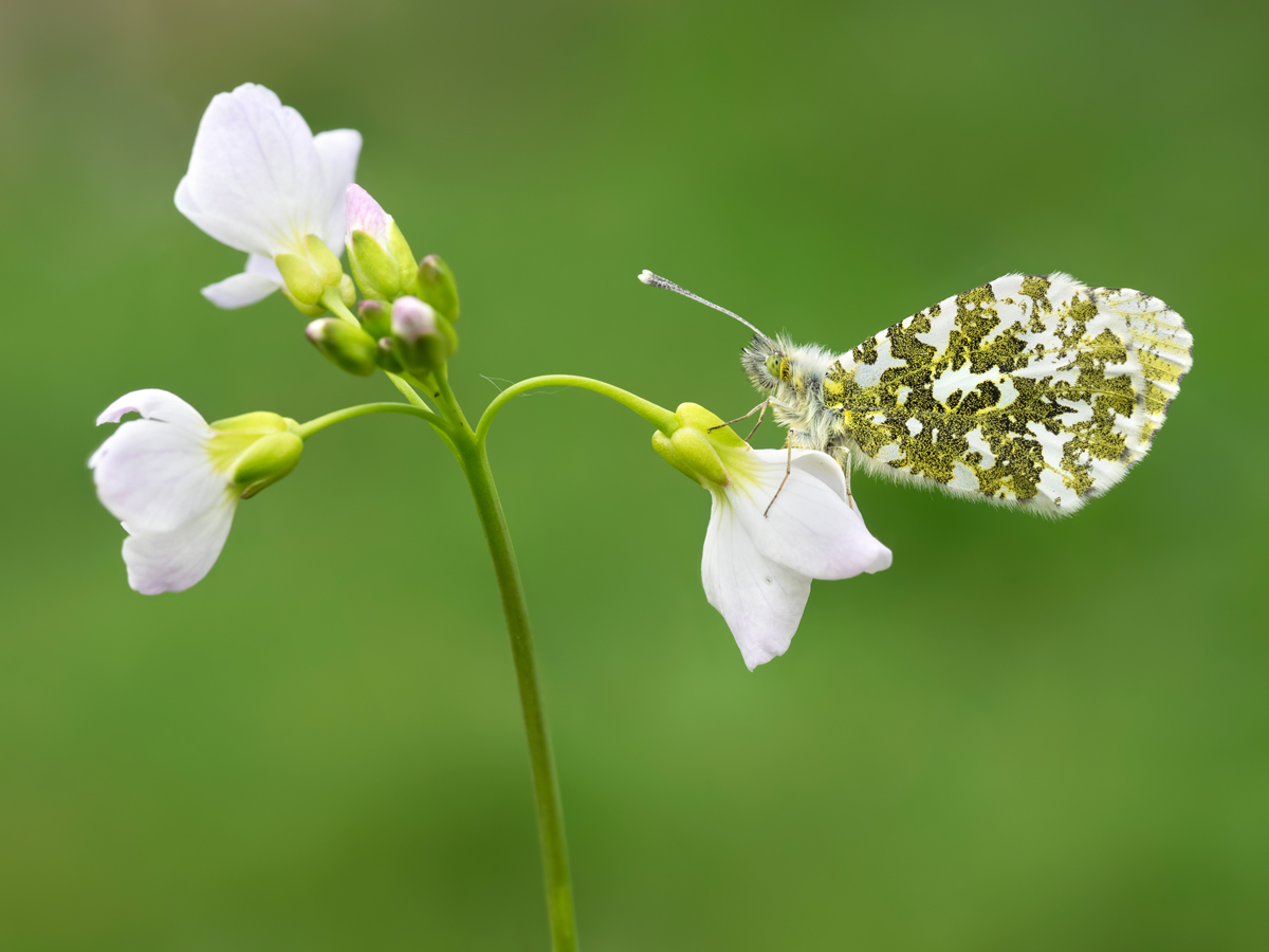 Orange Tip